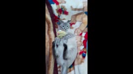 Cute Cat Who's Hugging Smiley Face