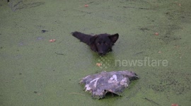 A dog cools down in a pond full of duckweed, after sunset at a paddy field in Thailand.