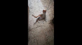 Kitty Robe Game At Quarantine