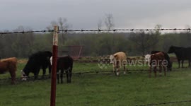 Cows enjoying a storm