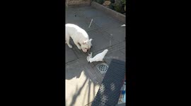 Hond en kaketoe spelen met kluif