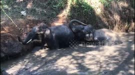 Indian officials rescue two wild elephants trapped in muddy pond
