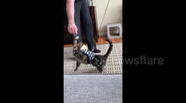 Finn plays with his yellow mouse as he tries out his new harness