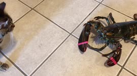 Finn meets a Lobster