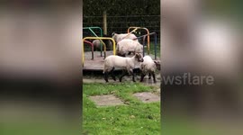 Ewe spin me right round! Flock of sheep take a spin on playground roundabout
