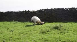 New born lambs take first steps and have first meal at the top of a windy hill