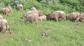 Bad flock of sheep eating grass and finding treasure