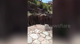 Preying leopard killed by bulls in intense fight in northern India