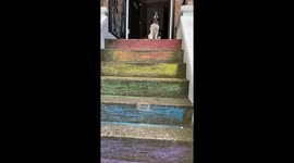 My dog mitzy is so bored of the lockdown