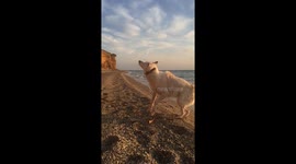 A dog playing on a sunset in slow motion