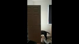 Practical joker pranks wife by putting up the Christmas tree