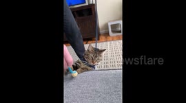 Finn the cat in Massachusetts tries on a new harness and plays with his yellow toy mouse