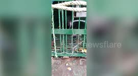 Bear that strayed into human habitat rescued and released by officials in northeastern India