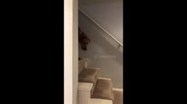 US owner catches his dog sneaking downstairs to eat the cat's food