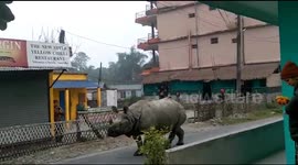 Rhino seen patrolling streets in Nepal