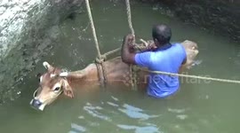 Thirsty cow plunges 15-metres into well, rescued safely by firefighters in southern India