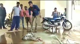 A 10 feet length Python Vomit a pup of fox in Southern East India.