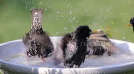 Starlings enjoying a bird bath in slow motion