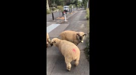 'Ram-bush!' Angry sheep attacks Aussie taking a walk during coronavirus lockdown
