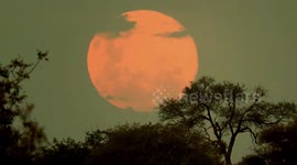 Largest super moon of the year creates a breath-taking sight over the African bush