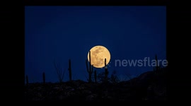 Newsflare Edit - Magnificent super-moon rise behind saguaro cacti in Arizona
