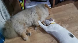 Pet Cat Gives Doggy Friend A Massage