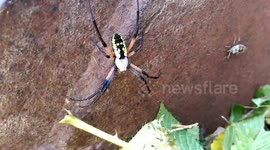 Gardner saves dozens of insects trapped in mowed plants
