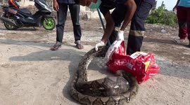 Painful moment wild python that swallowed a chicken bites rescue worker's hand in Thailand