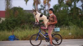 A man on a bicycle with a barking dog, taken in Thailand.