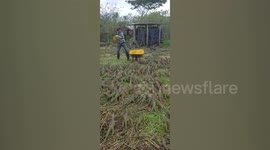 Lunch time! Hundreds of iguanas gather for food on Mexican farm