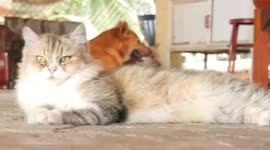 Caring rescue cat gives human a massage