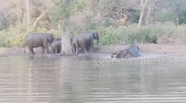 Elephants go for a swim as temperature soars in northern India