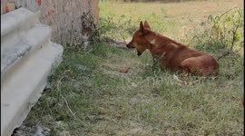 Dauntless dogs guard Indian village by confronting a venomous Spectacled Cobra