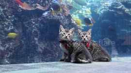 Adorable kittens enjoy private tour of Georgia Aquarium