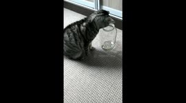 Cunning cat pulls food from the bottle