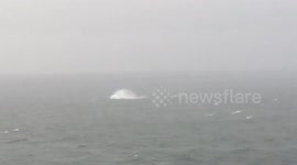 Baby humpback whale plays during heavy rain in California