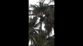 Heavy raing wth lighting burnd tree