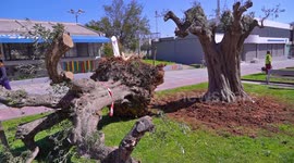Greece: Centennial olive trees transplanted from open fields inside a city center