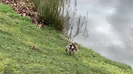 Family of Egyptian Geese