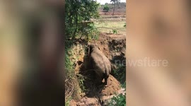 Heartwarming moment Indian elephant climbs free from 15ft trench