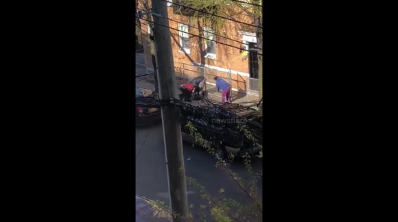 Dog Attack, Person Injured