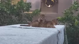 Adorable mother cat and her young one. This video was taken at the Lord's Kitchen Restaurant in the small town of Carnarvon in South Africa.