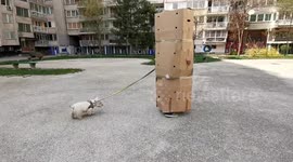 Man demostrating a safe and hilarious way to walk a dog during coronavirus quarantine lockdown