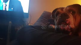 Bulldog not enjoying lockdown very stubborn, not happy with not being walked