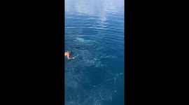 Amazing rescue for a turtle stuck in fishing nets in the Maldives Part 2