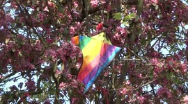 Rainbow kite on a cherry tree in London park over Easter in Coronavirus lockdown