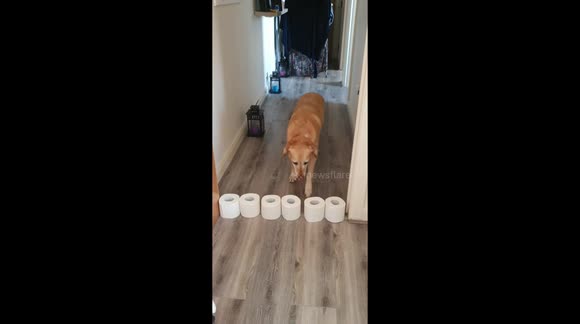 Dog toilet roll challenge