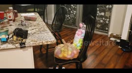 Cat Gets Into String