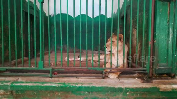 Female Lion Sitting Alone In Zoo
