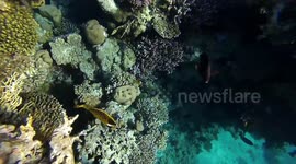 Diving In Hilton Sharks